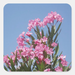 Oleander Flower Stickers Fyrkantigt Klistermärke