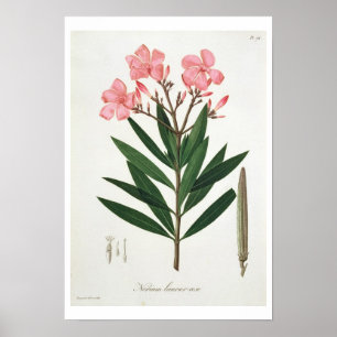 Oleander från Phytographie Medicale av Joseph Ro Poster