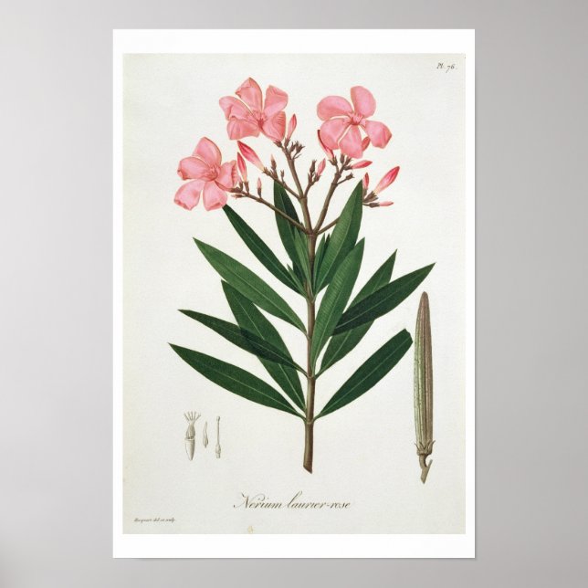 Oleander från Phytographie Medicale av Joseph Ro Poster (Framsidan)