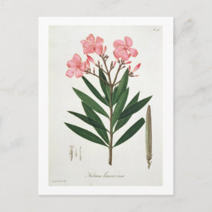 Oleander från Phytographie Medicale av Joseph Ro Vykort
