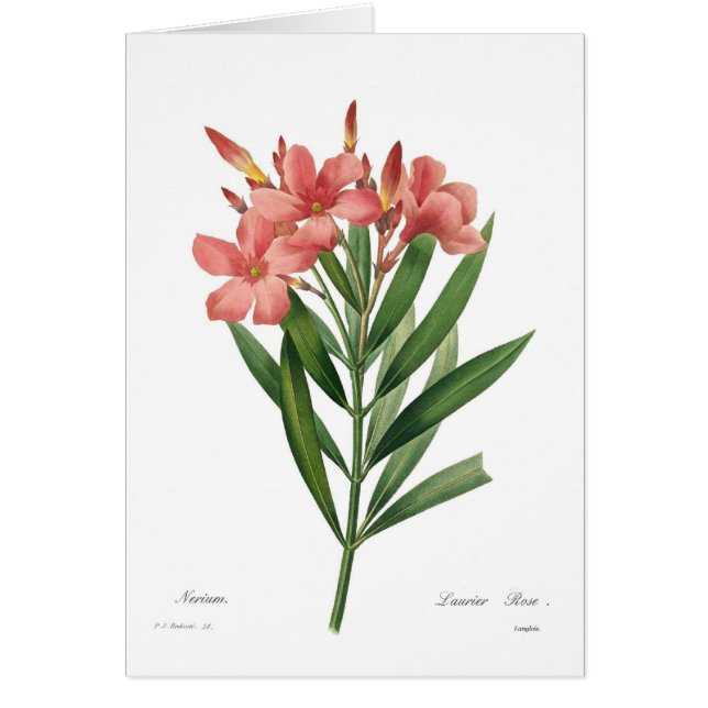 Oleander Hälsningskort (Framsidan)