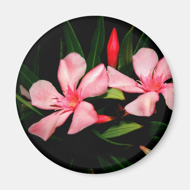 Oleander Magnet (Framsidan)