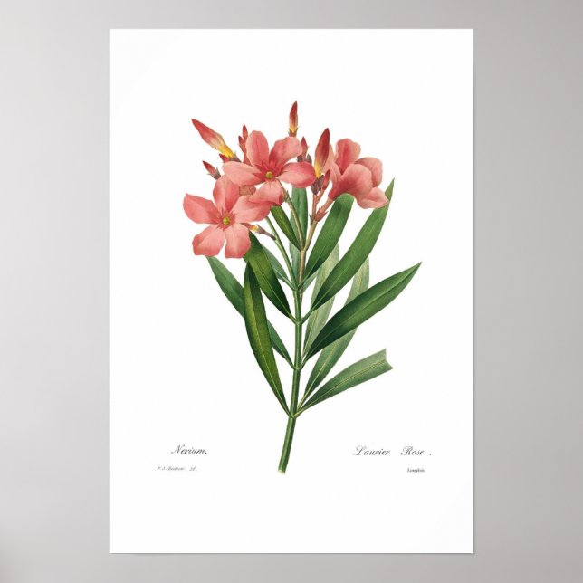 Oleander Poster (Framsidan)