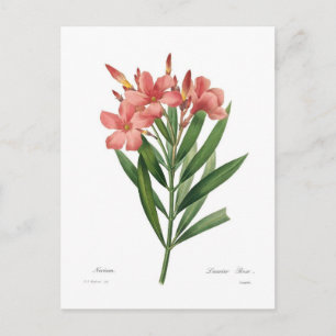 Oleander Vykort