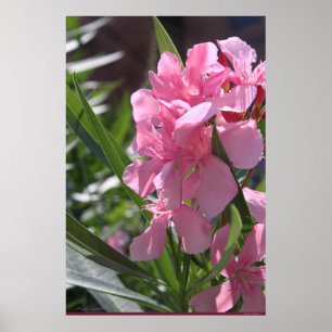Oleanderaffisch -24x36 - annat storleksanpassar poster