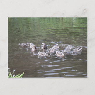 Olika alaska-scener vykort