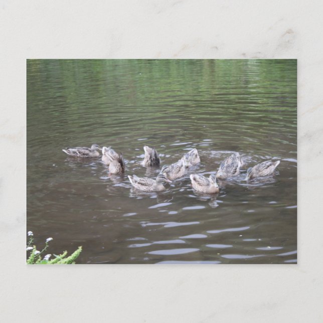 Olika alaska-scener vykort (Framsida)