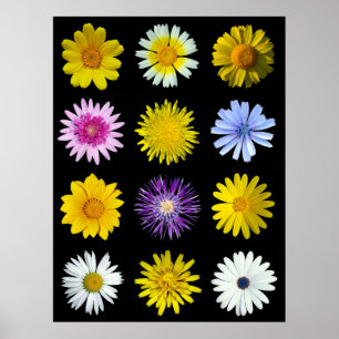 Olika blommor av Asteraceaefamily.en Poster