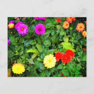 Olika Dahlias #1-vykort Vykort