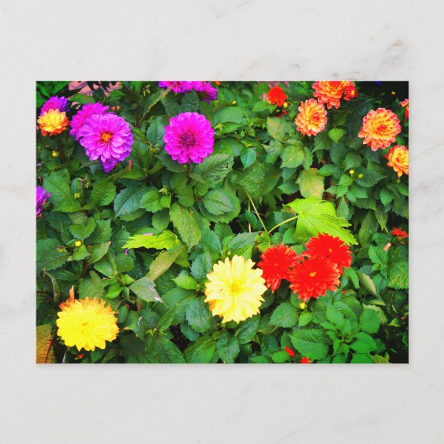 Olika Dahlias #1-vykort Vykort (Framsida)