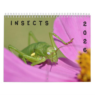 Olika insektra kalender