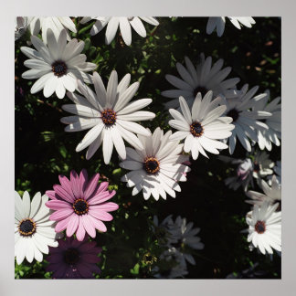 Olika och fortfarande vackert poster