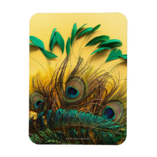 Olika påfågelfjädrar magnet