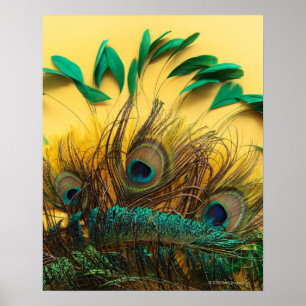 Olika påfågelfjädrar poster