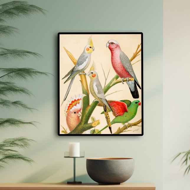 Olika paraketer poster (Skapare uppladdad)