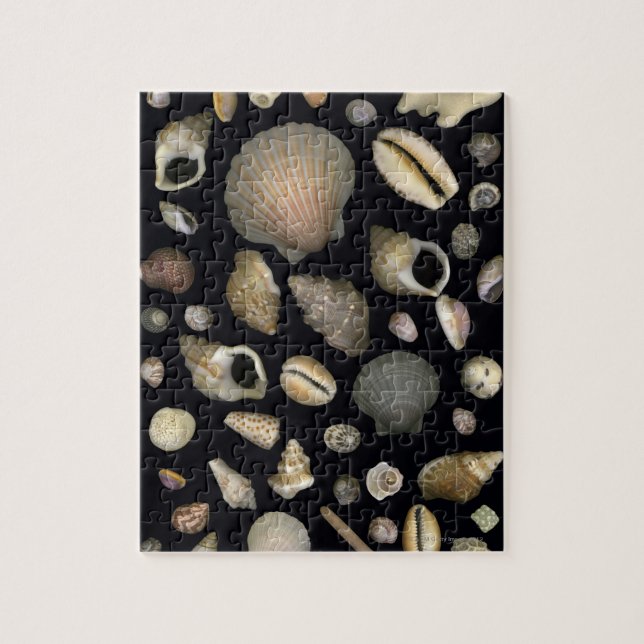 Olika snäckor pussel (Vertikal)