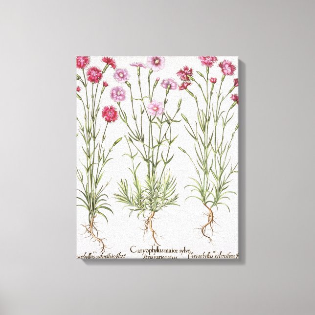 Olika sorter av Dianthus, från Hortus Ey Canvastryck (Framsida)