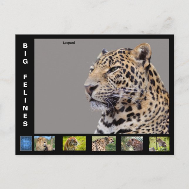 Olika stora katt-liknande  helg vykort (Framsida)