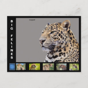 Olika stora kattliknande helg vykort