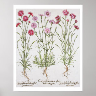 Olika variationer av dianthusen, från 'Hortusen E Poster
