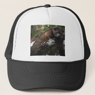 Olinguito (Bassaricyon neblina) nytt däggdjur Keps