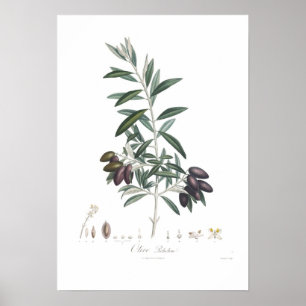 Oliv Oleaeuropaea Poster