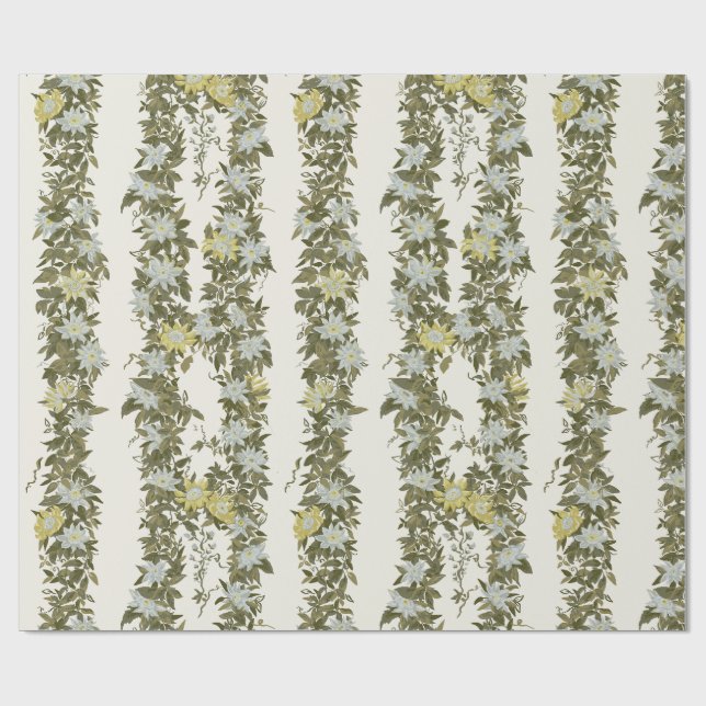 Oliv Passionsflodderört Randig, Crème Presentpapper (Platt)