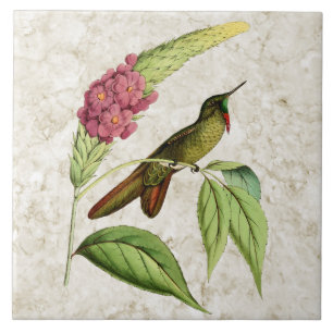 Olivaceous Thornbill vintageHummingbird Kakelplatta