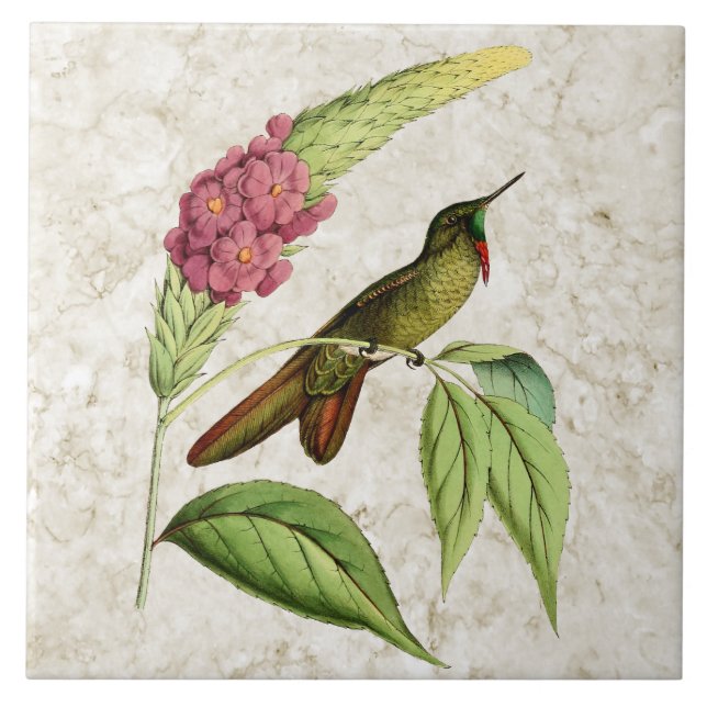 Olivaceous Thornbill vintageHummingbird Kakelplatta (Framsidan)