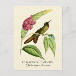 Olivacous Thornbill Hummingbird Vintage Art Vykort