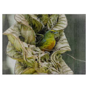 Olive Backed Euphonia, Wildlife Avian Photography