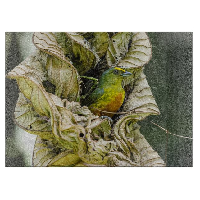 Olive Backed Euphonia, Wildlife Avian Photography (Framsidan)