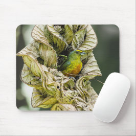Olive Backed Euphonia, Wildlife Avian Photography Musmatta