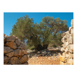 Olive Gardens i Lun Fototryck