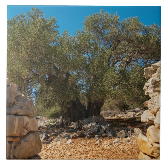 Olive Gardens i Lun Kakelplatta (Framsidan)