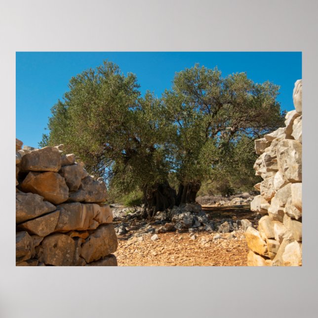 Olive Gardens i Lun Poster (Framsidan)