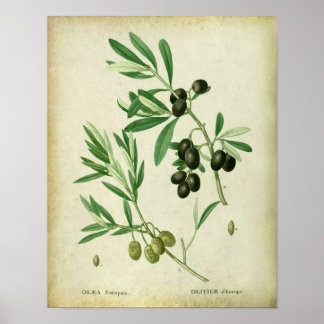 Olive Gren nr 10 Dining Dining Decor Poster