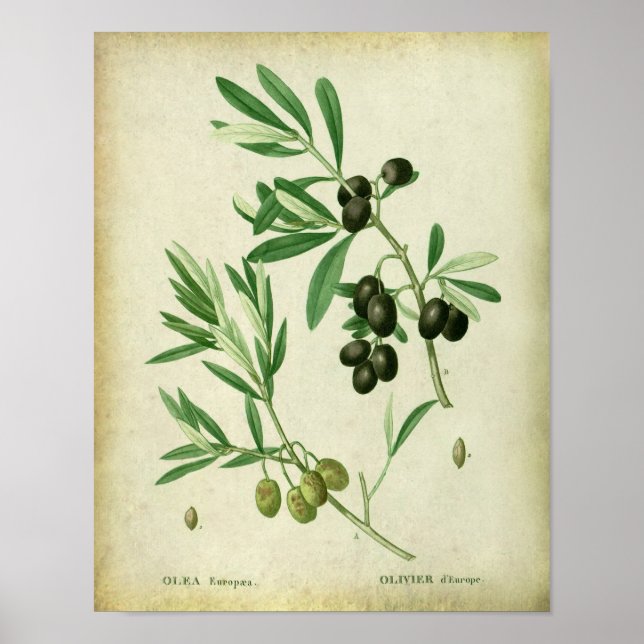 Olive Gren nr 10 Dining Dining Decor Poster (Framsidan)