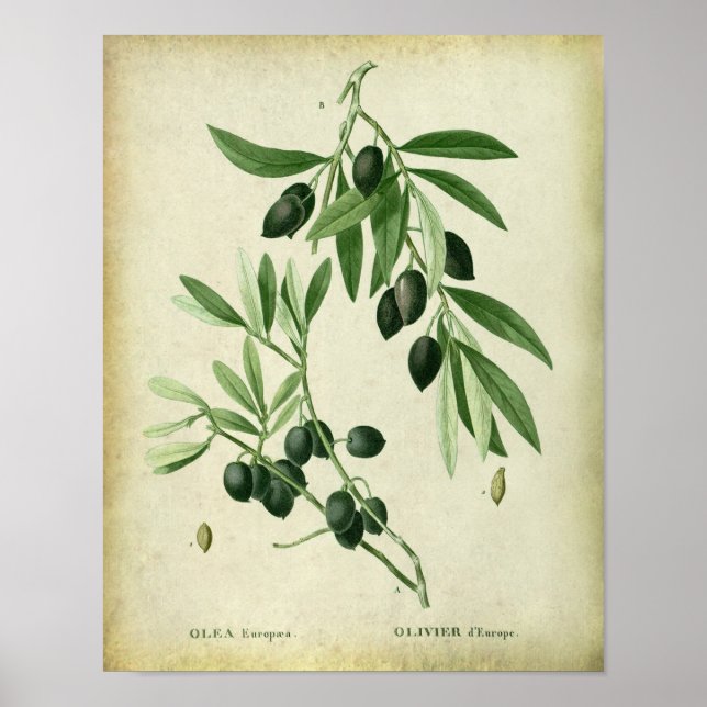 Olive Gren nr 11 Farmhouse Wall Decor Poster (Framsidan)