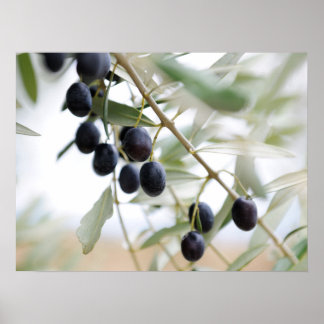 Olive gren poster