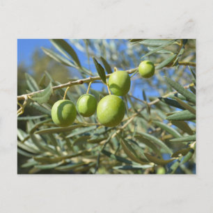 Olive gren vykort