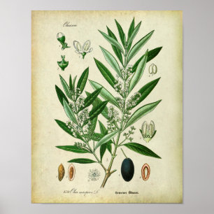 Olive Grenar nr 2 botaniska illustrationer Poster