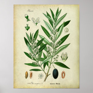 Olive Grenar nr 2 botaniska illustrationer Poster