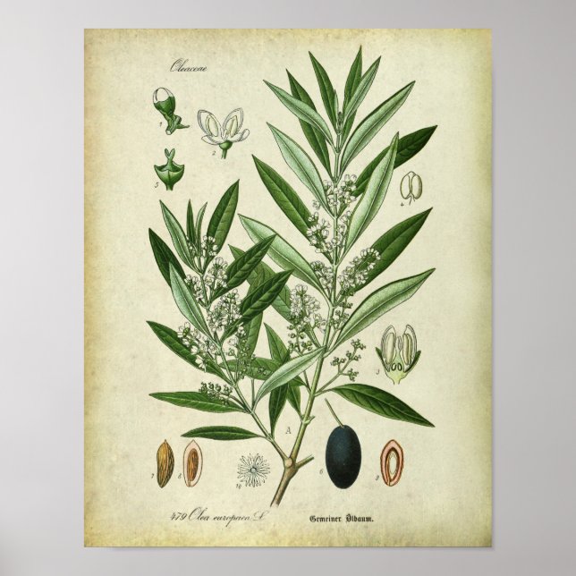 Olive Grenar nr 2 botaniska illustrationer Poster (Framsidan)