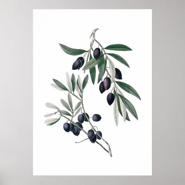 Olive grenar poster (Framsidan)