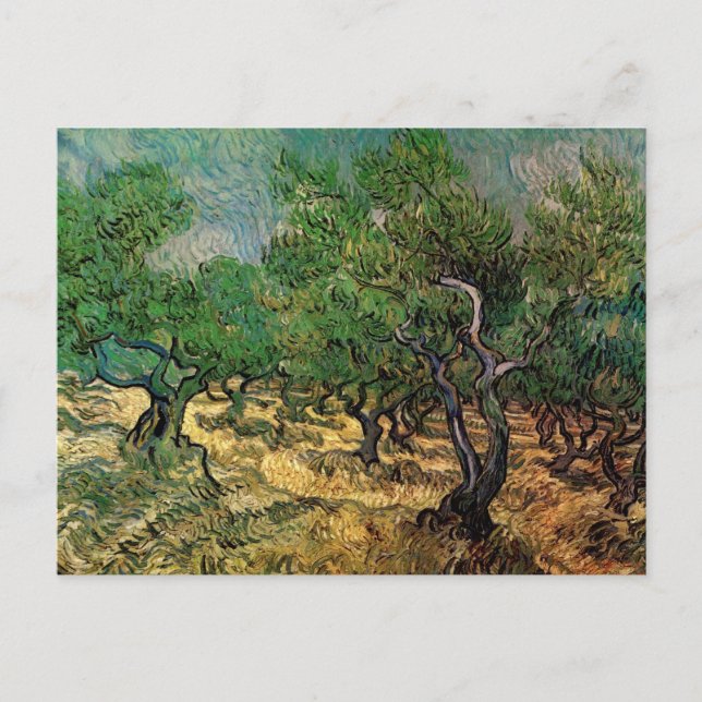 Olive Grove av Vincent van Gogh Vykort (Framsida)