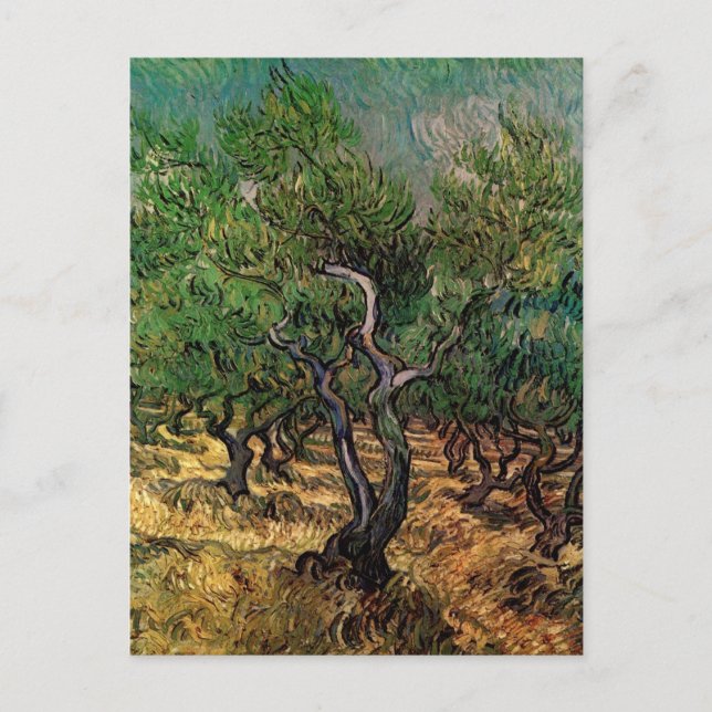 Olive Grove av Vincent van Gogh Vykort (Framsida)