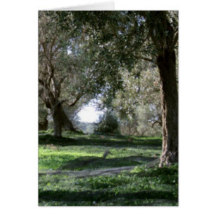 Olive Grove Card Hälsningskort