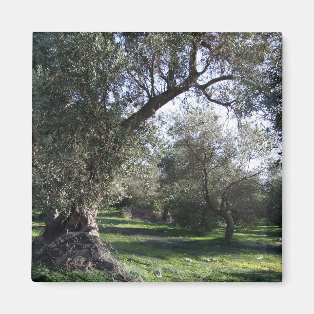 Olive Grove Greve Magnet (Framsidan)