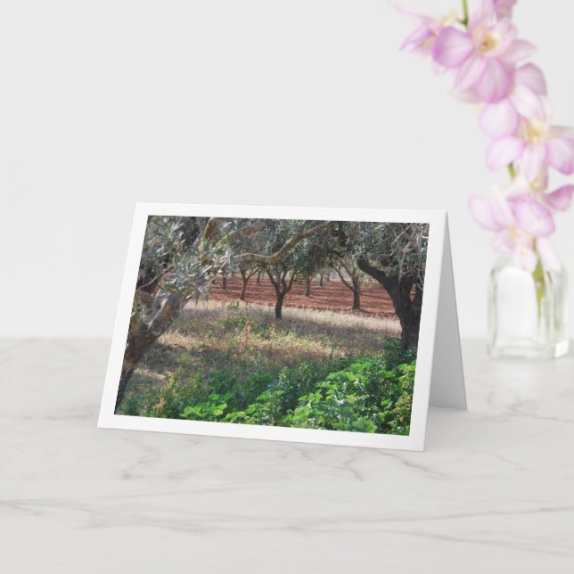 Olive Grove i Valencia, Spanien Kort (Orkide)